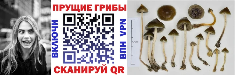 Купить  Боготол  Псилоцибиновые грибы Magic Shrooms 